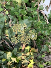 Hedera rhombea