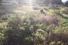 Cliffortia polygonifolia polygonifolia