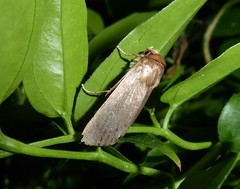 Bityla defigurata