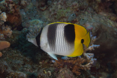 Chaetodon ulietensis
