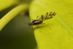 Neotoxoptera
