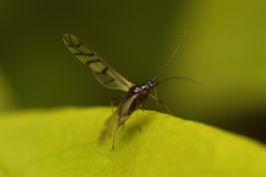 Neotoxoptera