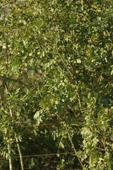 Hippobromus pauciflorus
