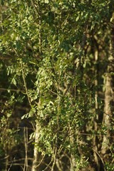 Hippobromus pauciflorus