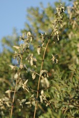 Buddleja dysophylla