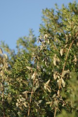 Buddleja dysophylla