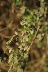 Buddleja dysophylla