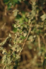 Buddleja dysophylla