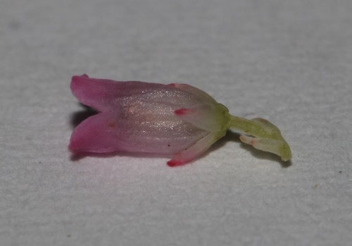 Image of Pineapple Heath (Erica dodii) by (c) Brian du Preez, some rights reserved (CC BY-SA)
