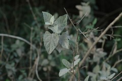 Buddleja dysophylla