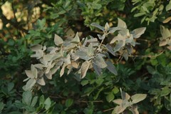 Buddleja dysophylla