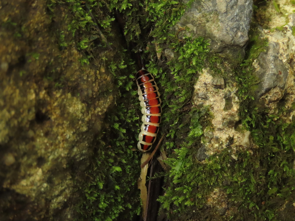 Stenocladius yoshikawai