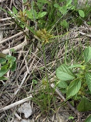 Cyperus amuricus