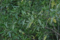 Heteromorpha arborescens