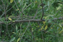 Heteromorpha arborescens