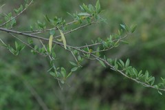 Heteromorpha arborescens