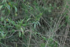 Heteromorpha arborescens