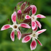 Five-wounds Catchfly - Photo (c) Julie Vause, some rights reserved (CC BY-NC), uploaded by Julie Vause