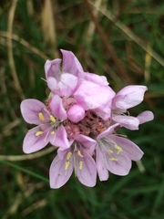 Armeria maritima maritima