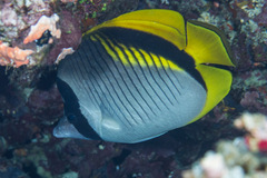 Chaetodon lineolatus