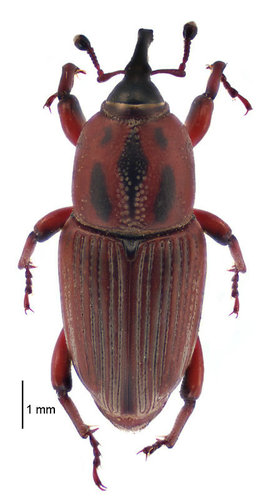 Sphenophorus brunnipennis (E.F.Germar, 1823)