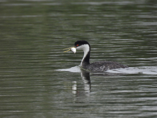 iNaturalist observation photo of Western Grebe