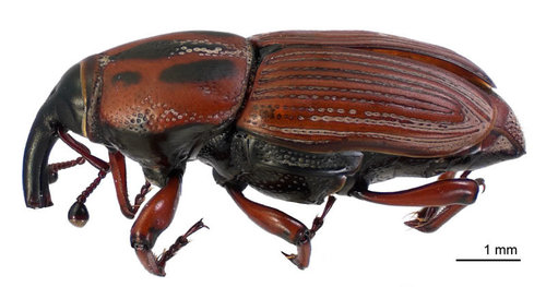 Sphenophorus brunnipennis