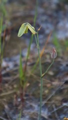 Albuca juncifolia