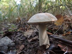 Leccinum percandidum