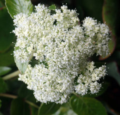 Scandia rosifolia