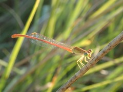 Ceriagrion suave