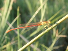 Ceriagrion suave