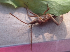 Leptoglossus occidentalis