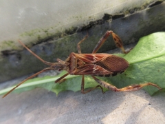 Leptoglossus occidentalis