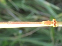 Ceriagrion suave
