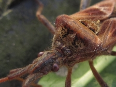 Leptoglossus occidentalis