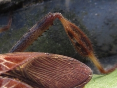Leptoglossus occidentalis