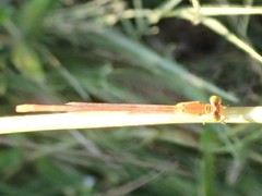 Ceriagrion suave