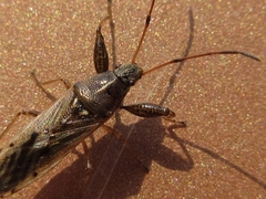 Pachygrontha antennata