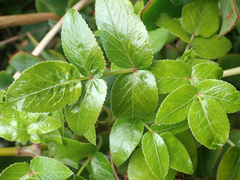 Scandia rosifolia