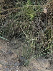 Johnsonia lupulina