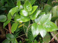 Scandia rosifolia