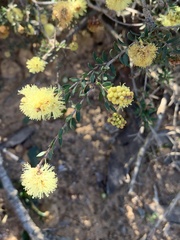 Melaleuca thymoides