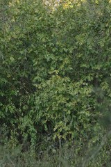 Hippobromus pauciflorus