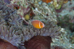 Amphiprion perideraion
