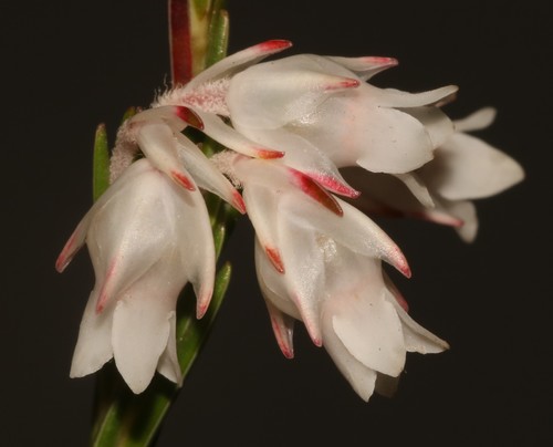 Erica dianthifolia