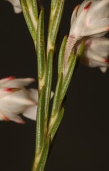 Erica dianthifolia