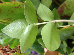 Scandia rosifolia