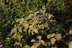 Buddleja dysophylla