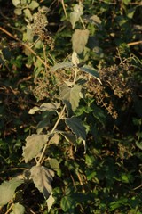 Buddleja dysophylla